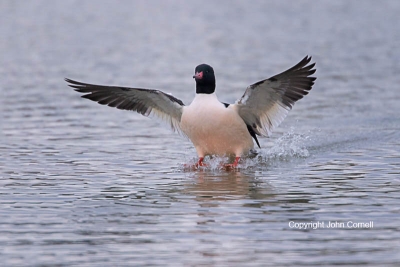 Common-Merganser;Flying-Bird;Merganser;Mergus-merganser;Photography;action;activ